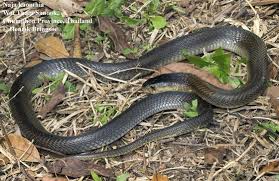 Image result for Najas testui