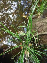 Image result for Panicum nigromarginatum