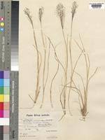 Image result for Sporobolus welwitschii