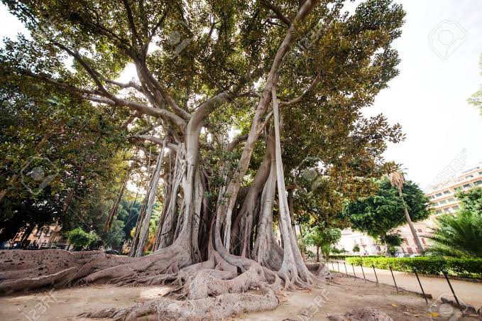 Mga resulta ng larawan para sa Ficus macrophylla"