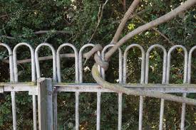 How to attach a fence to a tree. Tree Wrapped Around A Metal Fence Crooked Tree Around The Fence Stock Photo Picture And Royalty Free Image Image 114934311