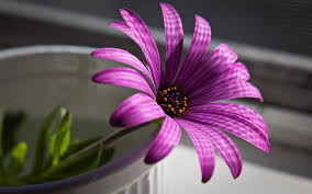 Image result for Beautiful flowers wallpaper hd