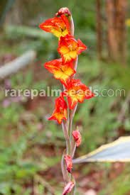 Image result for Gladiolus dalenii