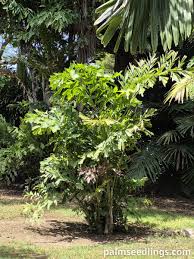 Image result for Caryota