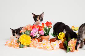 Check spelling or type a new query. Cats And Flowers Cats And Flowers