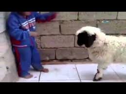 2017 En Komik Videolar En Eglenceli Videolar Gulmek Serbest Youtube Komik Videolar Youtube