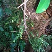 Image result for Canthium inerme