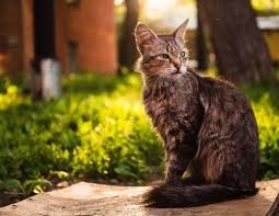 There are many anecdotes of family pets persistently sniffing or worrying at a certain area on their owner, which subsequently turns out to harbour a tumour. Cat Allergies Symptoms Causes And Diagnosis
