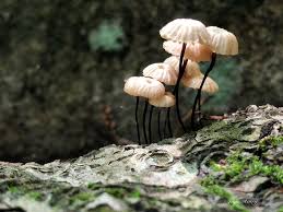 Image result for Marasmius rotula