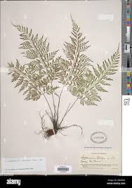 Image result for Asplenium inaequilaterale