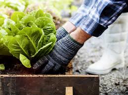 This is great because then you can have more options throughout the growing season. Best Vegetables To Grow In Winter