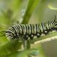 Caterpillar Walk at Ivy Creek