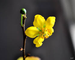 Kết quả hình ảnh cho mai vàng