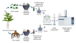 Image result for Pleurolobus