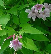 Jasminum X Stephanense 15cm Pot Size