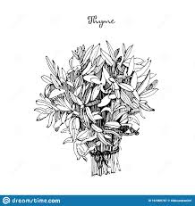 Timeline template crime / timeline template crime. Bouquet De Thym Illustration Dessinee A La Main Assaisonnement Aromatique Dessin Detaille Sur Les Produits Biologiques Ingredien Illustration De Vecteur Illustration Du Carte Griffonnage 161960787