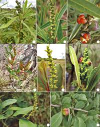 Image result for Sapium