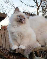 Birman Kitten Miss Di Lily Chintei Blue Point 12 Weeks Old Birman Kittens Pretty Cats Beautiful Cats