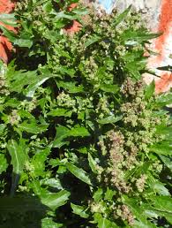 Image result for Chenopodiastrum