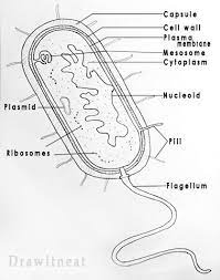 Prokaryotes Are The Organisms Which Have Primitive Nucleus All Bacteria Are Prokaryotes Because They Lack A Dist Cells Worksheet Cell Diagram Biology Diagrams