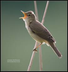Marsh Warbler Kaersanger Hindemade Christiansdal Denmark 2013 Bird Species British Wildlife Beautiful Birds