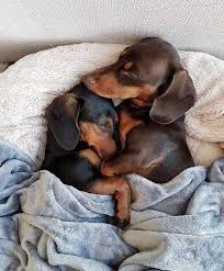 Pin By Jena Harris On Dachs Cute Baby Animals Dachshund Puppies Cute Dogs