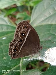 Image result for Mikania sagittifera