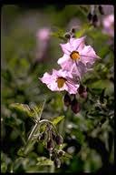 Image result for Solanum campylacanthum 'panduriforme type'