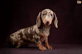 The german breed standard was set in 1879 and the breed club established in 1888. Double Dapple Dachshund Dogs And Their Problems Pets4homes