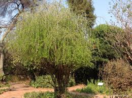 Image result for Ehretia rigida