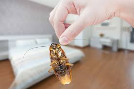 January 30, 2014 by maria miller 1 comment. How To Prevent Cockroaches In Your Bedroom Insect Cop