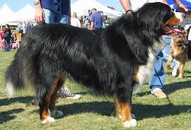 Bernese Mountain Dog Working Dog Breeds From The Online