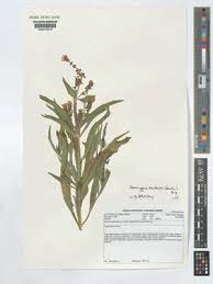 Image result for Syncolostemon bracteosus