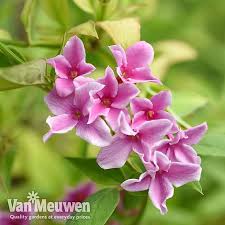 We did not find results for: Jasminum X Stephanense Starry Starry Summer Scent Van Meuwen