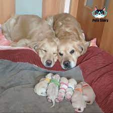 Pin On Dog