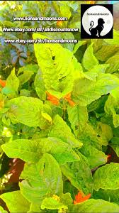 Image result for Justicia spicigera