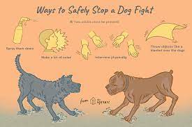Reasons Why Dogs Fight And How To Safely Stop It