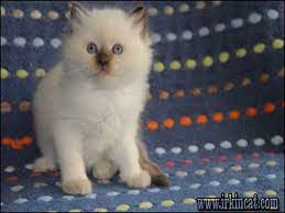 All our ragdoll kittens come with a 100% health guarantee. Solutions To Ragdoll Kittens For Sale Nj Irkincat Com
