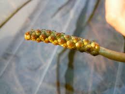 Image result for Potamogeton schweinfurthii