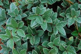 Image result for Ardisia