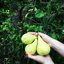 3 Poires De Plus 5 Cette Annee Les Arbres Fruitiers Sont Encore Jeunes 3 More Pears Container Gardening Vegetables French Garden Diy Backyard Landscaping
