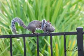 Momma Squirrel Linda And Regis Travel