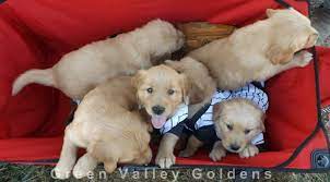 Check spelling or type a new query. Green Valley Goldens Quality Companion Golden Retrievers Akc Ukc Iabca Grca Cca