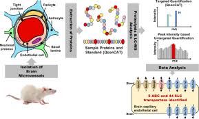 235 просмотров 2 месяца назад. Identification And Quantification Of Blood Brain Barrier Transporters In Isolated Rat Brain Microvessels Al Feteisi 2018 Journal Of Neurochemistry Wiley Online Library