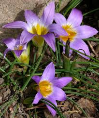 Image result for Romulea