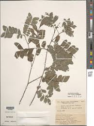 Image result for Haplocoelum