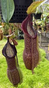 Image result for Nesaea spathulata