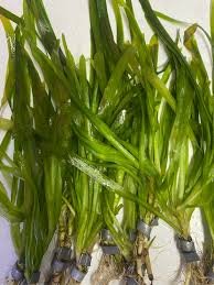 Image result for Vallisneria spiralis