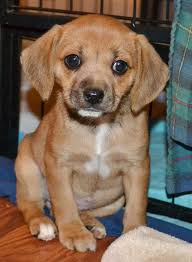 Find out more about the pomchi, including pomeranian chihuahua mix dog puppy petting heras im working at my computer. 14 Ridiculously Cute Chihuahua Mixes You Have To See To Believe