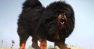 They are naturally large dogs by any standards. The Biggest Dog Breeds Tibetan Mastiff Great Dane